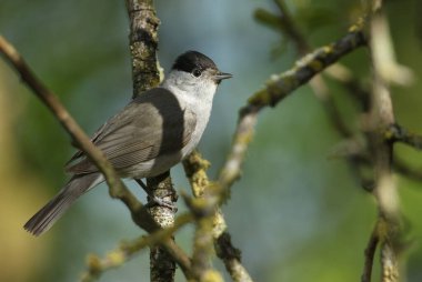 Baş döndürücü bir erkek Blackcap, Sylvia atricapilla, baharda bir ağacın dalına tünemiş..