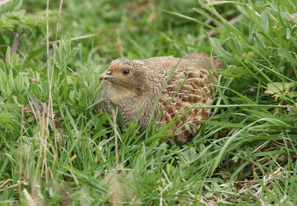 İngiltere 'de bir tarlada beslenen nadir bir Grey Partridge, Perdix perdix..