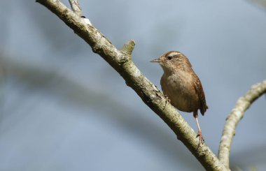 Güzel bir Wren, Troglodit trogloditleri, baharda bir ağacın dalına tünemiş..