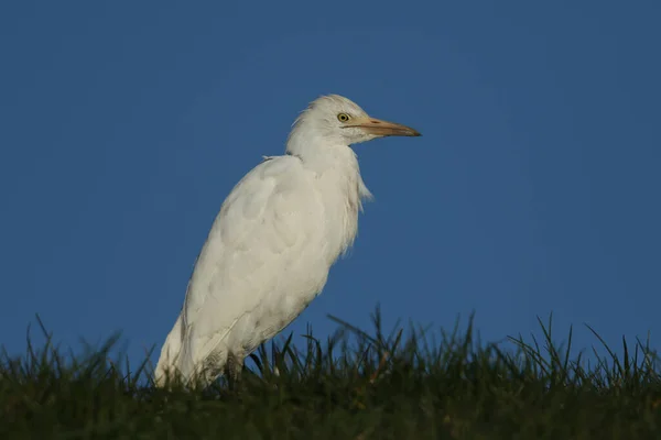 Een Prachtige Runderzilverreiger Bubulcus Ibis Jacht Naar Voedsel Een Veld — Stockfoto