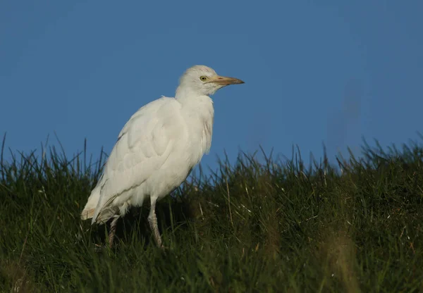 Een Prachtige Runderzilverreiger Bubulcus Ibis Jacht Naar Voedsel Een Veld — Stockfoto