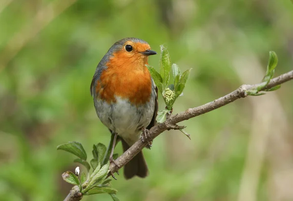 Ohromující Robin Erithacus Rubecula Sedí Větvi Stromě — Stock fotografie