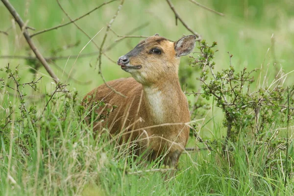 Ein Prächtiges Weibliches Muntjac Reh Muntiacus Reevesi Weidet Auf Einem — Stockfoto