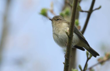 Güzel bir Chiffchaff, Phylloscopus Collybita, baharda bir ağacın dalına tünemiş..