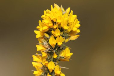 Heathland 'de yetişen bir Gorse, Ulex europaeus' un çiçekleri.