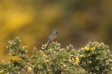 Bahar mevsiminde Gorse çalılarına tüneyen güzel bir Dartford Warbler (Sylvia undata).