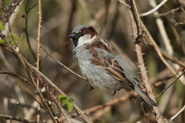 Male House Sparrow Passer Domesticus Perching Branch Bramble Bush — Stock Photo, Image