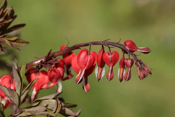 Bleeding Heart 'ın çiçekleri, Dicentra Valentine, İngiltere' de bir kır evinde yetişen bitki..