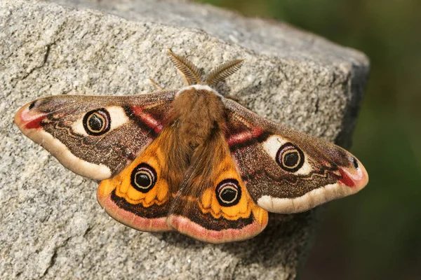 Göz kamaştırıcı bir erkek imparator, Saturnia pavonia, ilkbaharda bir kayanın üzerinde tünemekte..