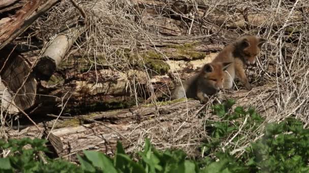 Δύο Χαριτωμένα Red Fox Cubs Vulpes Vulpes Εξερευνούν Περιβάλλον Τους — Αρχείο Βίντεο