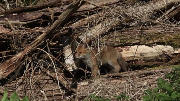 Şirin Bir Kızıl Tilki Yavrusu Vulpes Vulpes Çürüyen Odun Yığınının — Stok video