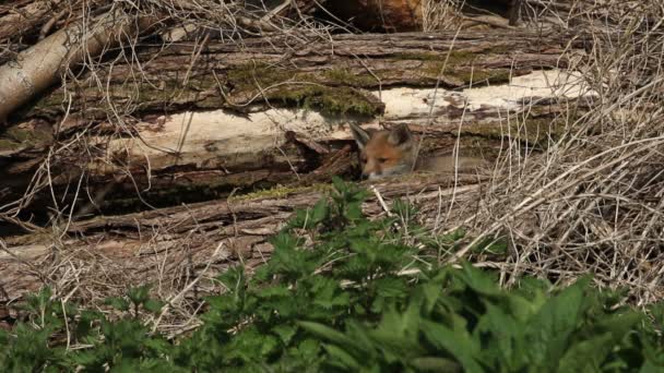 Mignon Petit Renard Roux Endormi Vulpes Vulpes Observant Qui Passe — Video