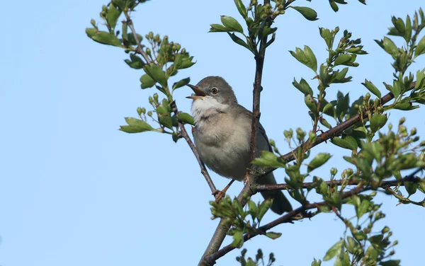 Eine Schöne Singende Weißkehlchen Männchen Sylvia Communis Hockt Einem Weißdornbaum — Stockfoto