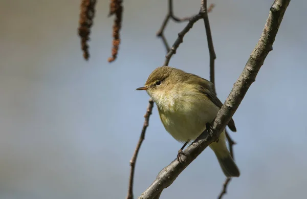 Vacker Chiffchaff Phylloscopus Collybita Sittande Gren Ett Träd Våren — Stockfoto