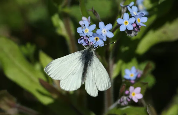 春に忘れられない花を咲かせる美しい緑の白蝶 ピエリス — ストック写真