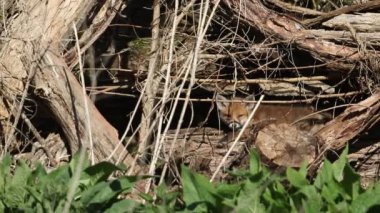 Tatlı, uykulu bir Kızıl Tilki yavrusu, Vulpes vulpes, etrafında olup biteni izliyor, inine yakın çürüyen bir kütük yığınının üzerinde yatıyor..