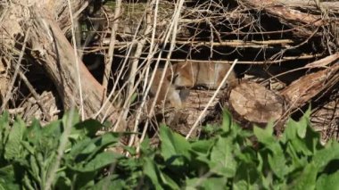 İki tatlı kızıl tilki yavrusu, Vulpes vulpes, etraflarında olup biteni izliyorlar mağaralarının yakınındaki çürüyen bir kütük yığınının üzerinde yatıyorlar..