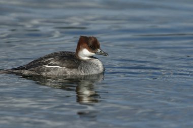 Büyüleyici bir Smew, Mergus Albellus, gölde yüzüyor. Yiyecek balık yakalamak için suya dalıyor..