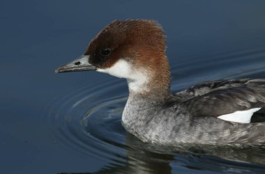  Bir Smew, Mergus Albellus, gölde yüzerken. Yiyecek balık yakalamak için suya dalıyor..