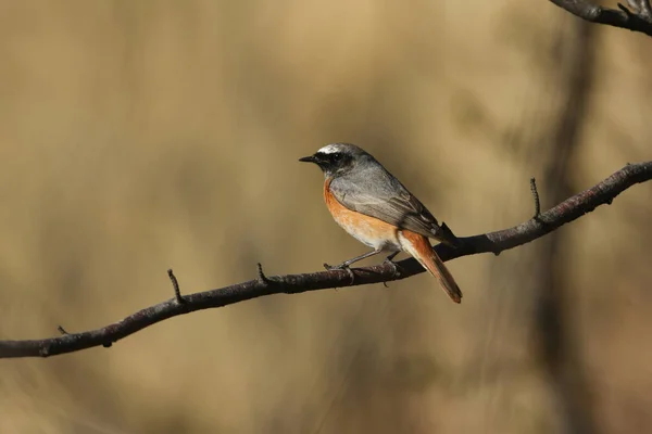 Superbe Redstart Mâle Phoenicurus Phoenicurus Perché Sur Une Branche Dans — Photo