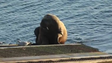 Nadir bir Walrus, Odobenus Rosmarus, Tenby, Pembrokeshire, Galler 'deki Tenby filika istasyonunun rampasında yatıyor.. 