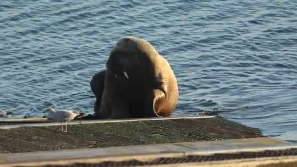 Een Zeldzame Walrus Odobenus Rosmarus Liggend Helling Van Tenby Reddingsboot — Stockvideo