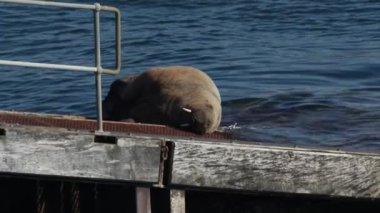 Nadir bir Walrus, Odobenus Rosmarus, Tenby, Pembrokeshire, Galler 'deki Tenby filika istasyonunun rampasında yatıyor..