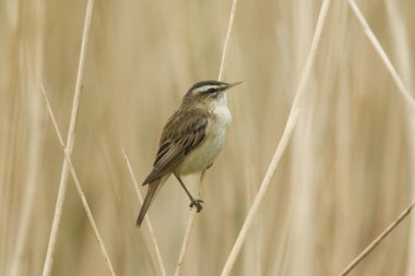 Bir Sedge Warbler, Acrocephalus schoenobaenus, bir gölün kenarındaki sazlığa tünemiş..