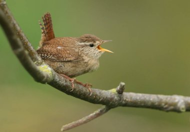 Şarkı söyleyen güzel bir Wren baharda bir ağacın dalına tünemişti..