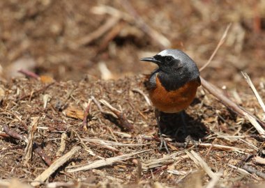 Göz kamaştırıcı bir erkek, Phoenicurus Phoenicurus yerde yemek için böcek avlıyor..