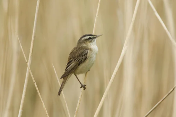 湖の端に葦の上にPerching エッジウォブラー Acrocephalus Schoenobenus — ストック写真