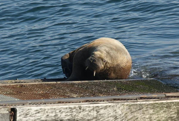 Rare Walrus Odobenus Rosmarus Lying Ramp Tenby Lifeboat Station Tenby — Stock Photo, Image