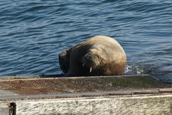 Nadir Bir Walrus Odobenus Rosmarus Tenby Pembrokeshire Galler Deki Tenby — Stok fotoğraf