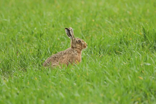 Brown Hare Lepus Europaeus Сидячи Полі — стокове фото