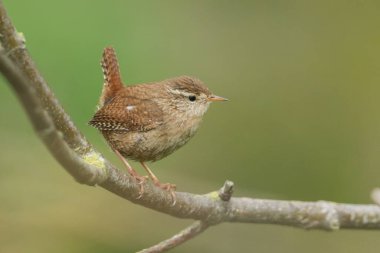 Bahar zamanı bir ağacın dalına tünemiş tatlı bir Wren..