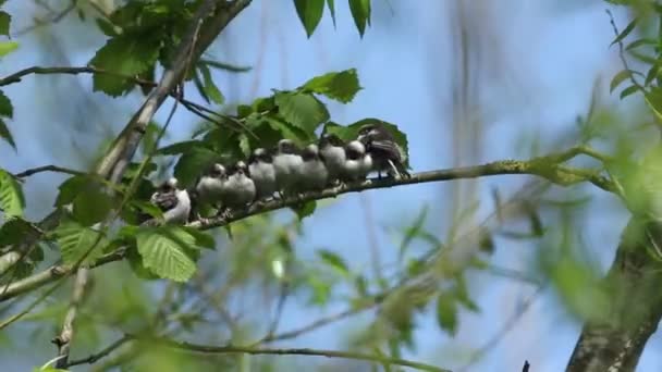 Cute Family Recently Fledged Long Tailed Tit Chicks Aegithalos Caudatus — Αρχείο Βίντεο