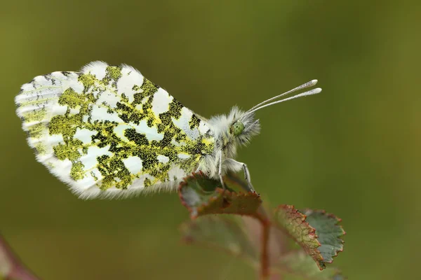 Una Mariposa Punta Anaranjada Hembra Anthocharis Cardamines Posada Sobre Una — Foto de Stock