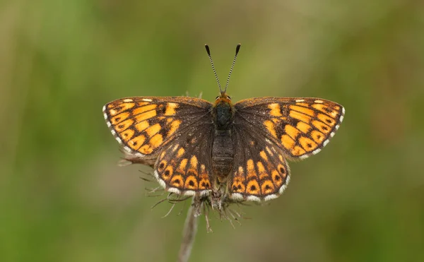 Rare Duc Bourgogne Hamearis Lucina Perché Sur Une Plante Aux — Photo