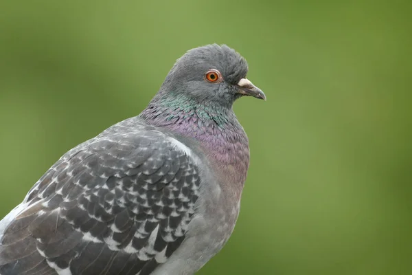 Une Photo Tête Joli Pigeon Sauvage Columba Livia — Photo