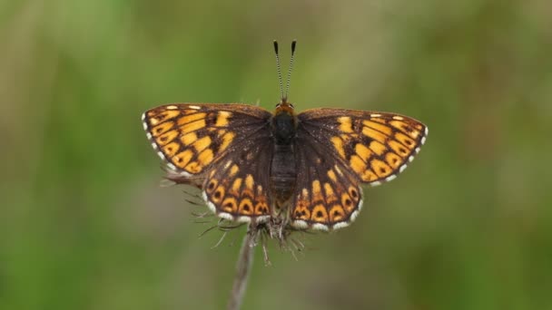 Vévoda Burgundského Motýla Hamearis Lucina Sedí Rostlině Rozevřenými Křídly — Stock video