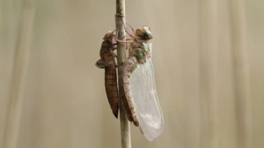Kıllı bir yusufçuk, Brachytron pratense, dışavurumunun yanında, göletin kıyısındaki bir sazlığın üzerinde bulunan larva kabı daha yeni ortaya çıktı..