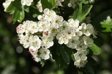 Büyüleyici bir Hawthorn çiçeği dalı, Crataegus monogyna.