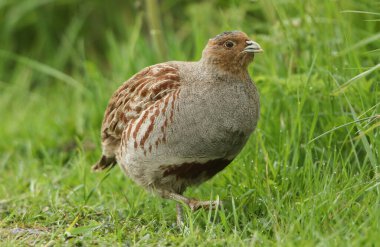 İngiltere 'de bir tarlada beslenen nadir bir Grey Partridge, Perdix perdix..