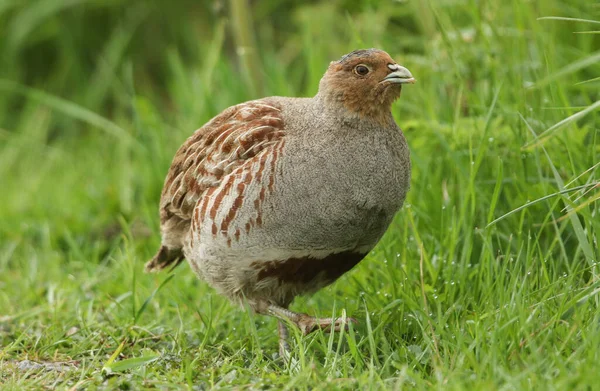 Uma Rara Perdiz Cinzenta Perdix Perdix Alimentando Num Campo Reino — Fotografia de Stock