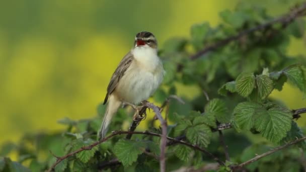 Τραγουδάει Sedge Warbler Acrocephalus Schoenobaenus Σκαρφαλωμένο Ένα Θάμνο Στην Άκρη — Αρχείο Βίντεο