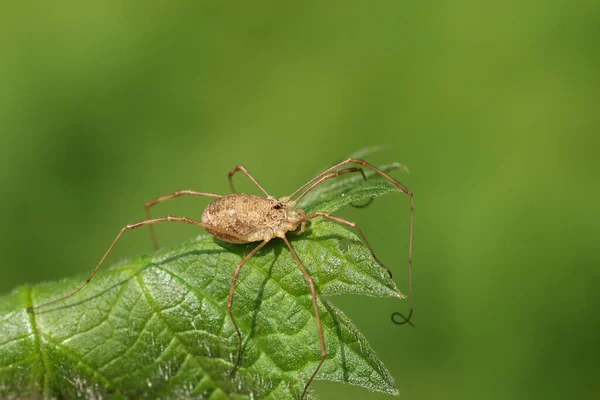 Une Chasse Harvestmen Spider Sur Une Feuille Printemps Royaume Uni — Photo