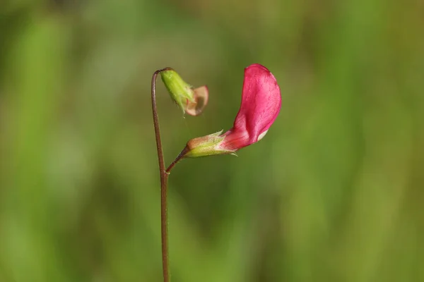 在英国的草地上生长着一只美丽的草 叫拉瑟斯 尼斯索亚 — 图库照片