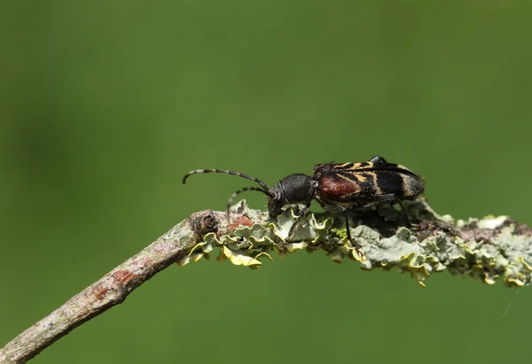 Longhorn Beetle Anaglyptus Mysticus Walking Twig — Stock Photo, Image