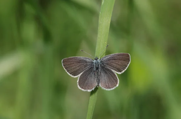 Una Rara Pequeña Mariposa Azul Cupido Minimus Posada Sobre Una — Foto de Stock