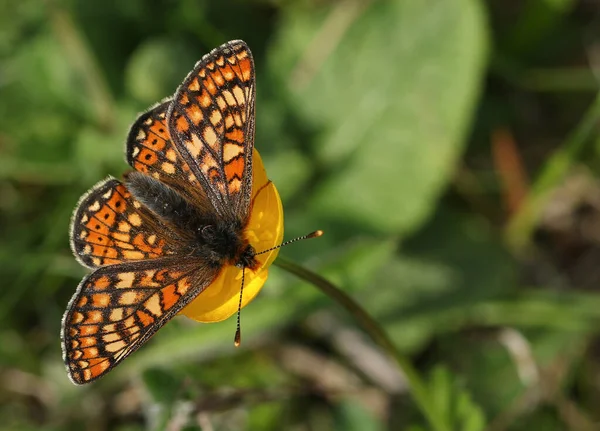 Sebuah Menakjubkan Langka Marsh Fritillary Butterfly Euphydryas Aurinia Nektaring Pada — Stok Foto
